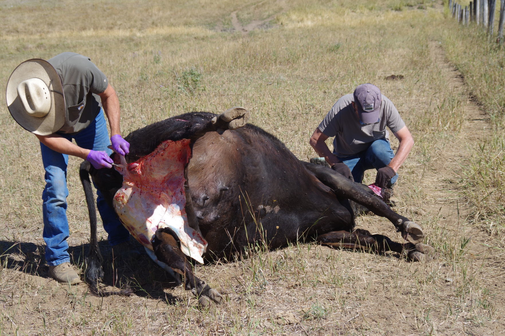 Deceased mother cow